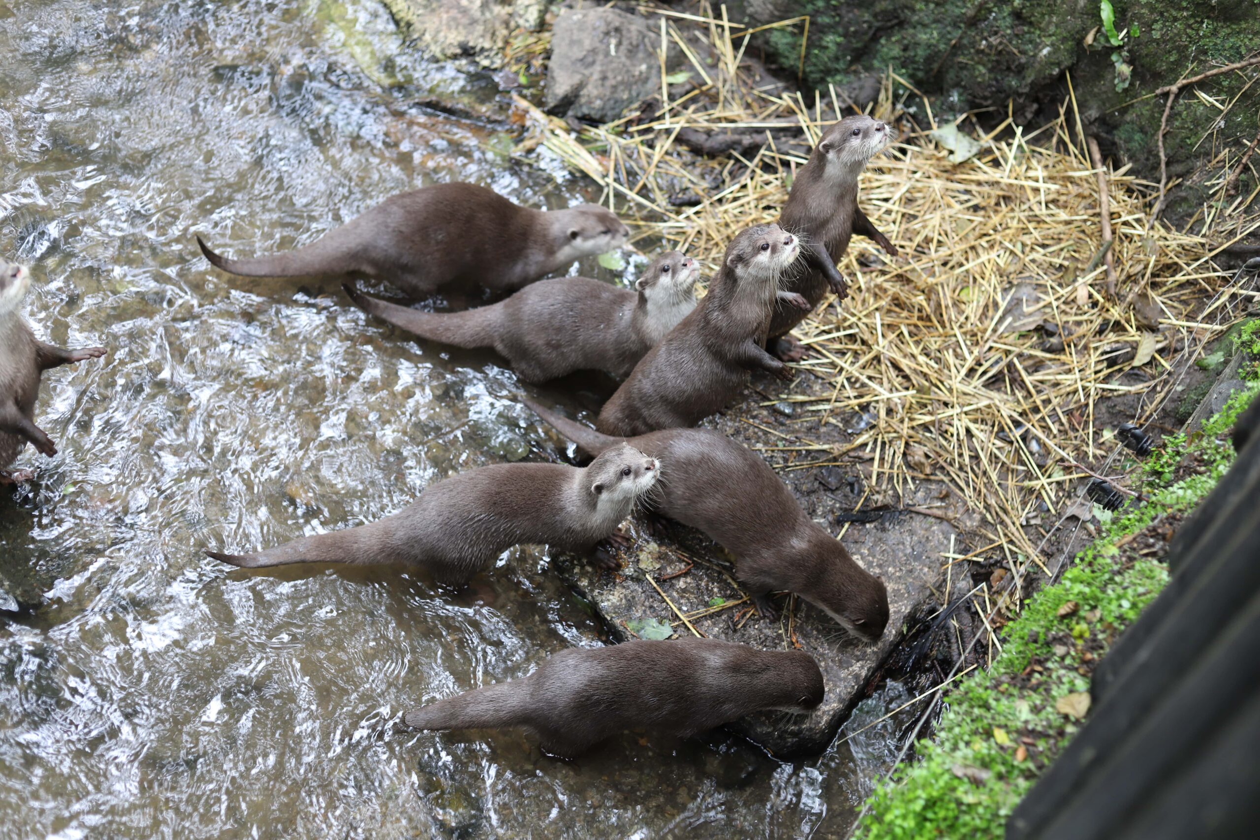 Asian otters at Newquay Zoo