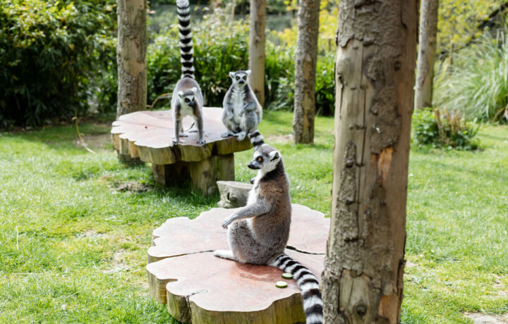 Ring tailed Lemurs at Newquay Zoo