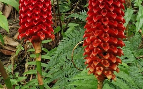 The well named Back Scratcher Ginger plant native to New Guinea