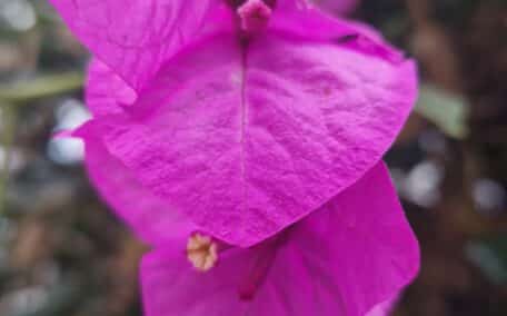 The amazing pink flowers of the Bougainvillea in the temperate biome