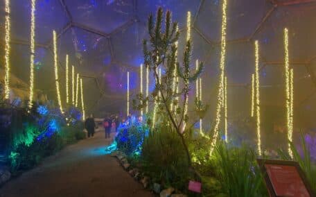 The biomes lit up with festive cheer at Christmas
