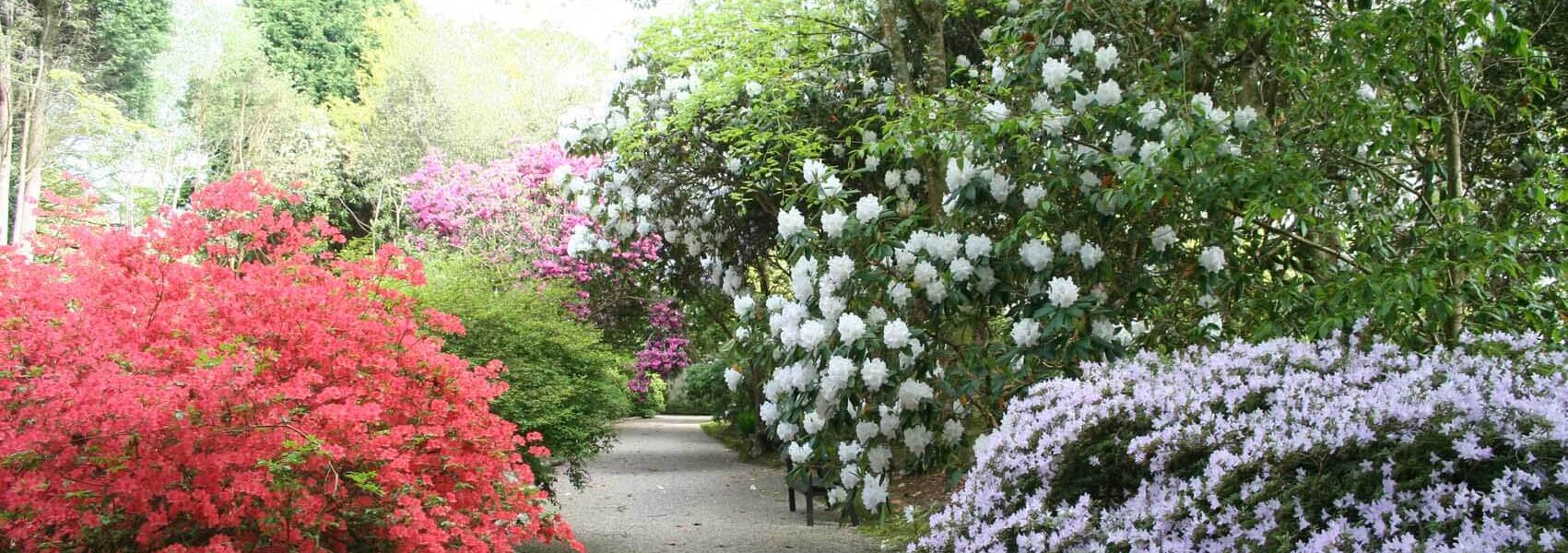 The George Johnstone Pathway through Trewithen Gardens