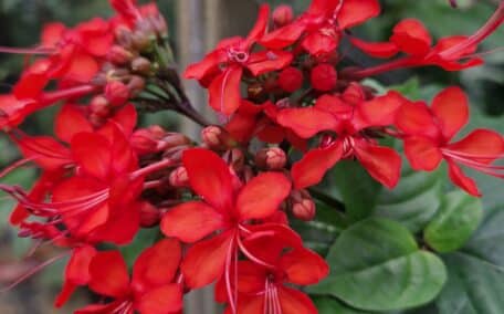 Tropical flowers at the Eden Project