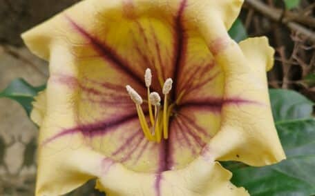 This amazing yellow and purple flower in the tropical bome at the Eden Project