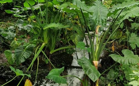 A cascading waterfall splashes through the tropical plants at the Eden Project