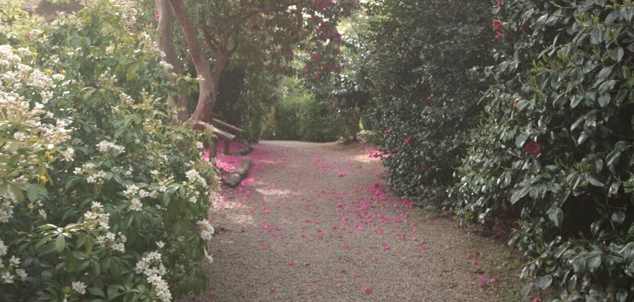 Wheelchair accessible path through Trewithen Gardens near Treworgans