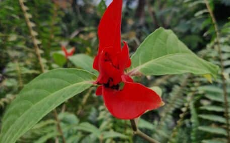 An amazing specimen with vibrant red flower at the Eden Project