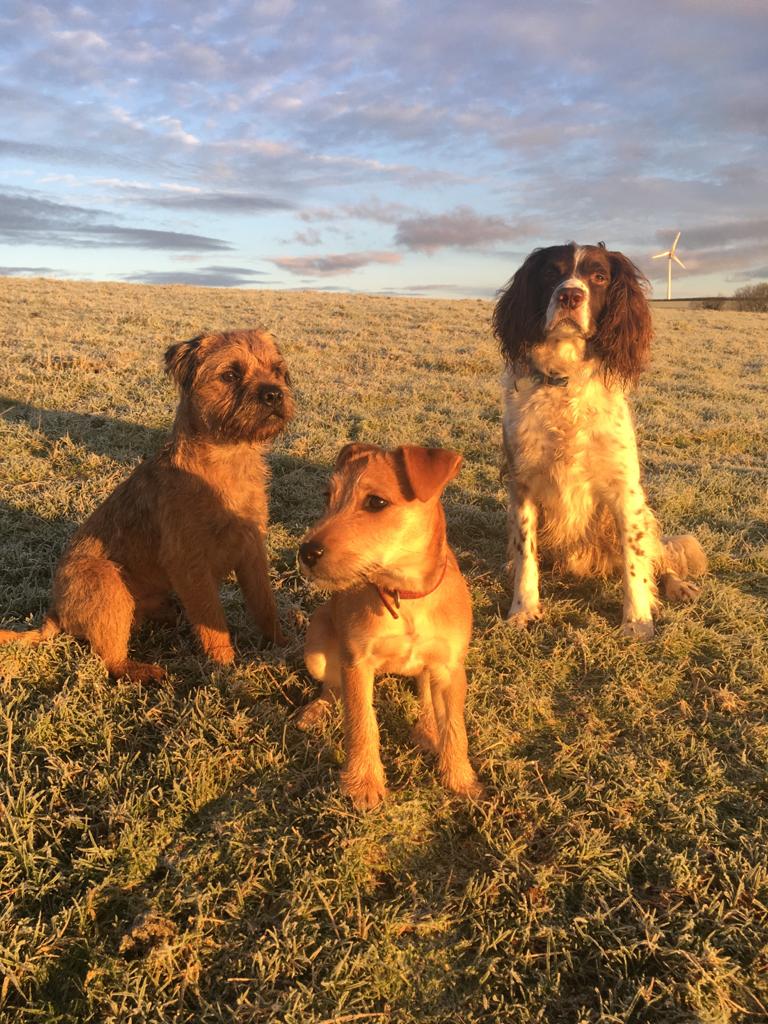 Dogs are welcome to stay at Treworgans Accessible Holidays Cottages