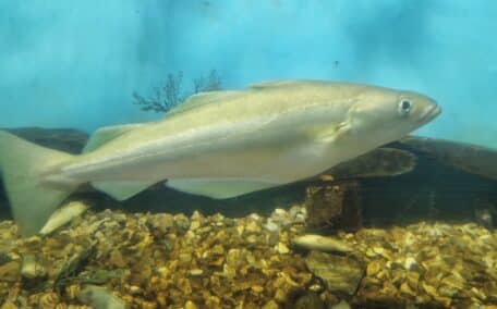 A Pollock, a native fish to Cornish waters in the Mevagissey Aquarium