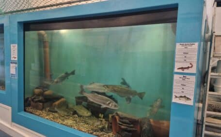 Native fish can be seen in the wheelchair accesssible Mevagisssey Aquarium